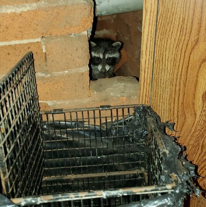 Carson Raccoons Nesting In Home, Attic, Raccoon Trapping, Exclusion