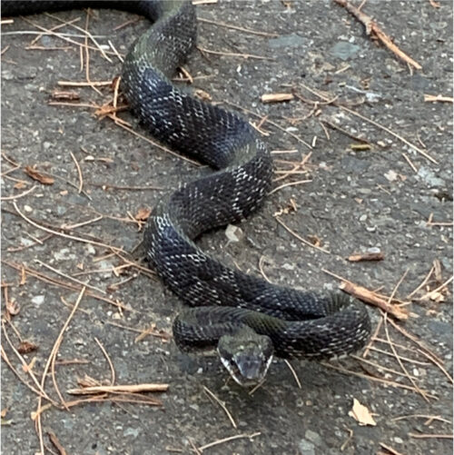 Snake Outside Up Close